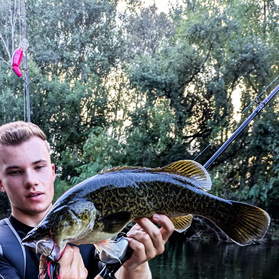 The most popular recent Murray cod catch on Fishbrain