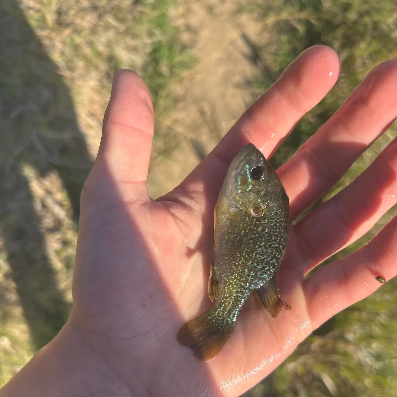 Green sunfish caught on Fishbrain