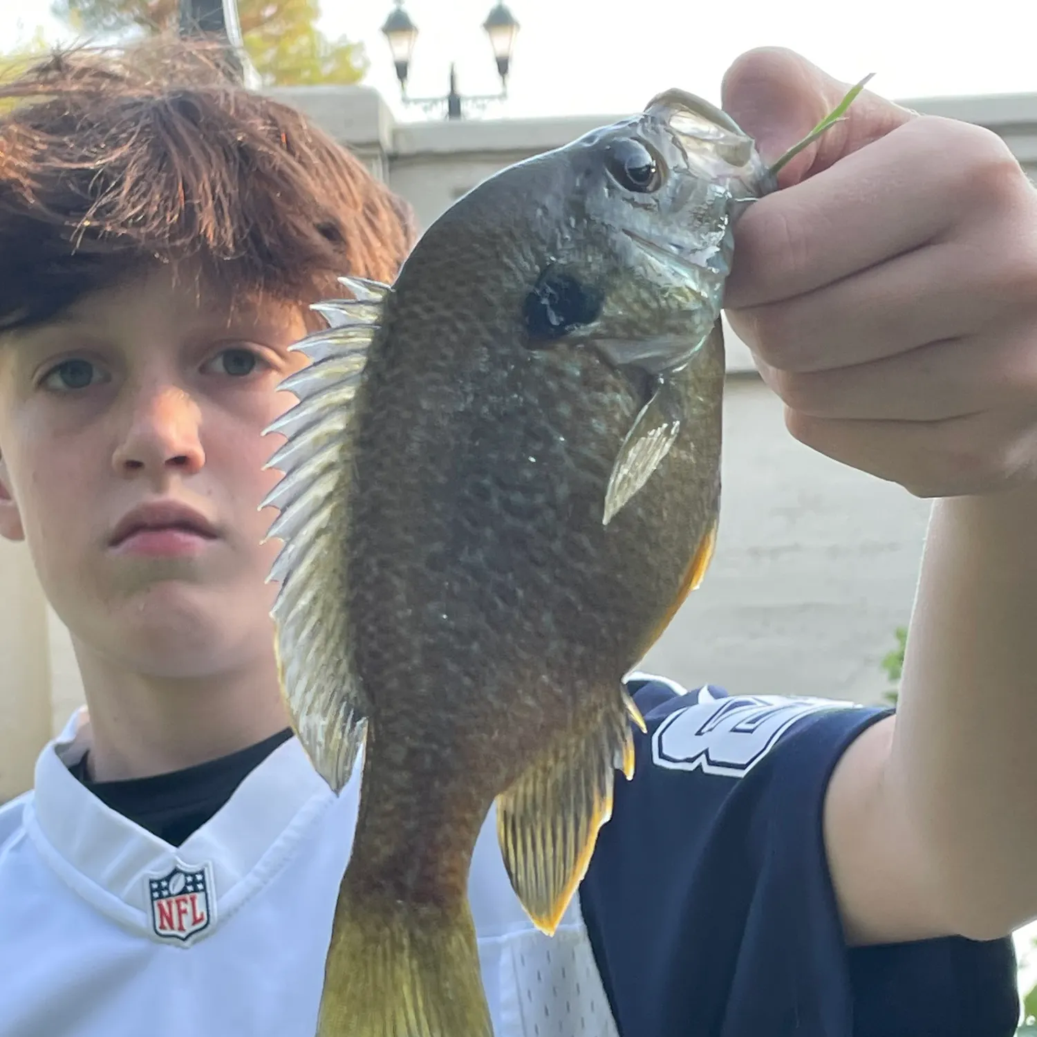 The most recent Greengill hybrid catches on Fishbrain