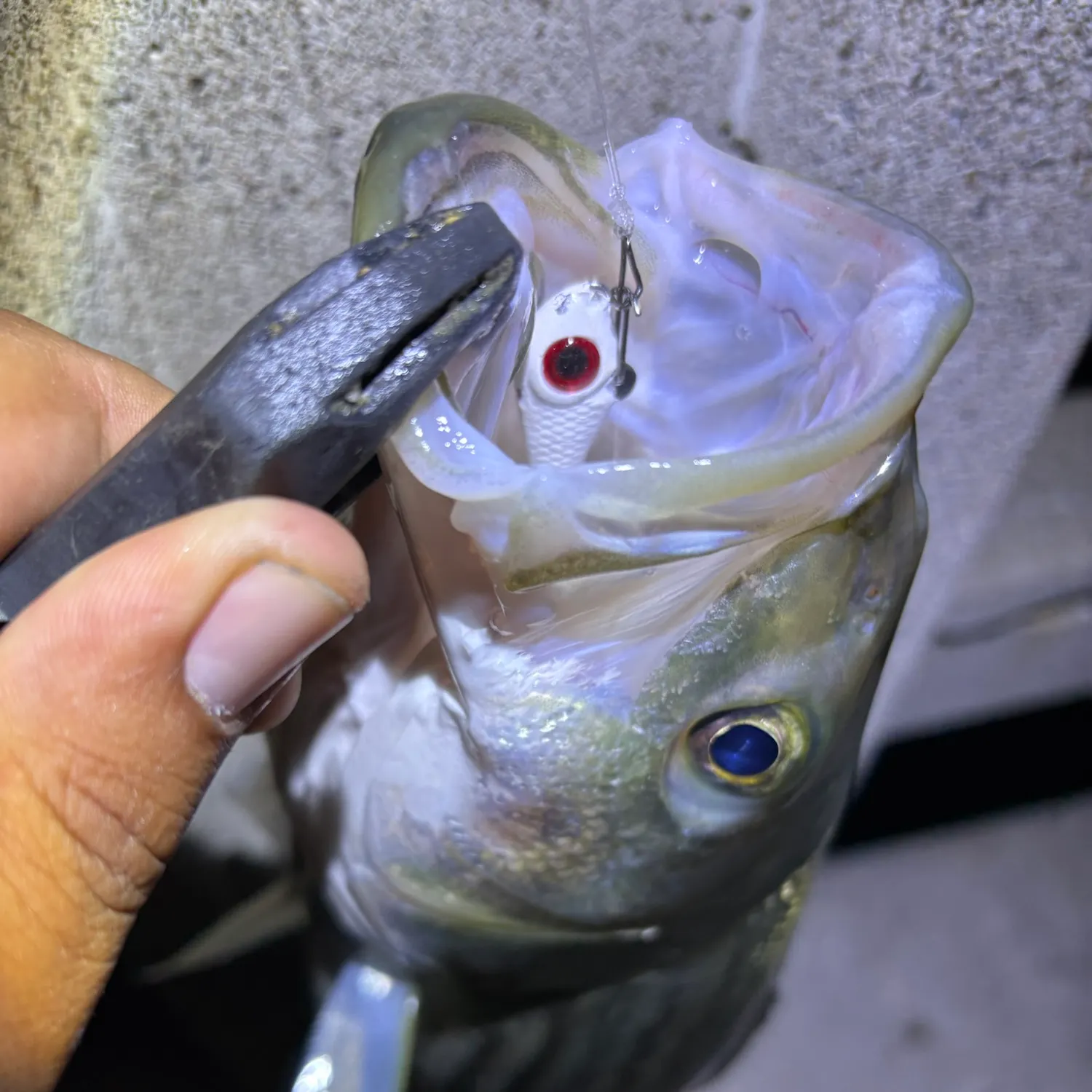Striped bass caught on Fishbrain