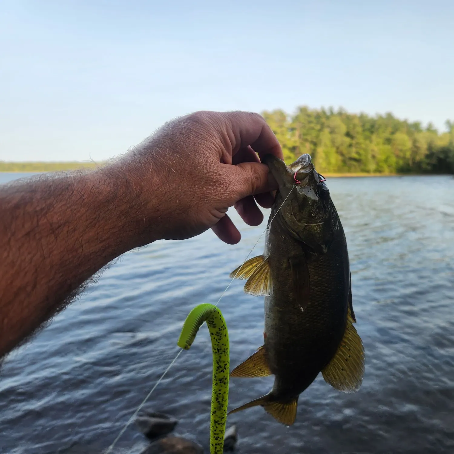 Smallmouth bass caught on Fishbrain