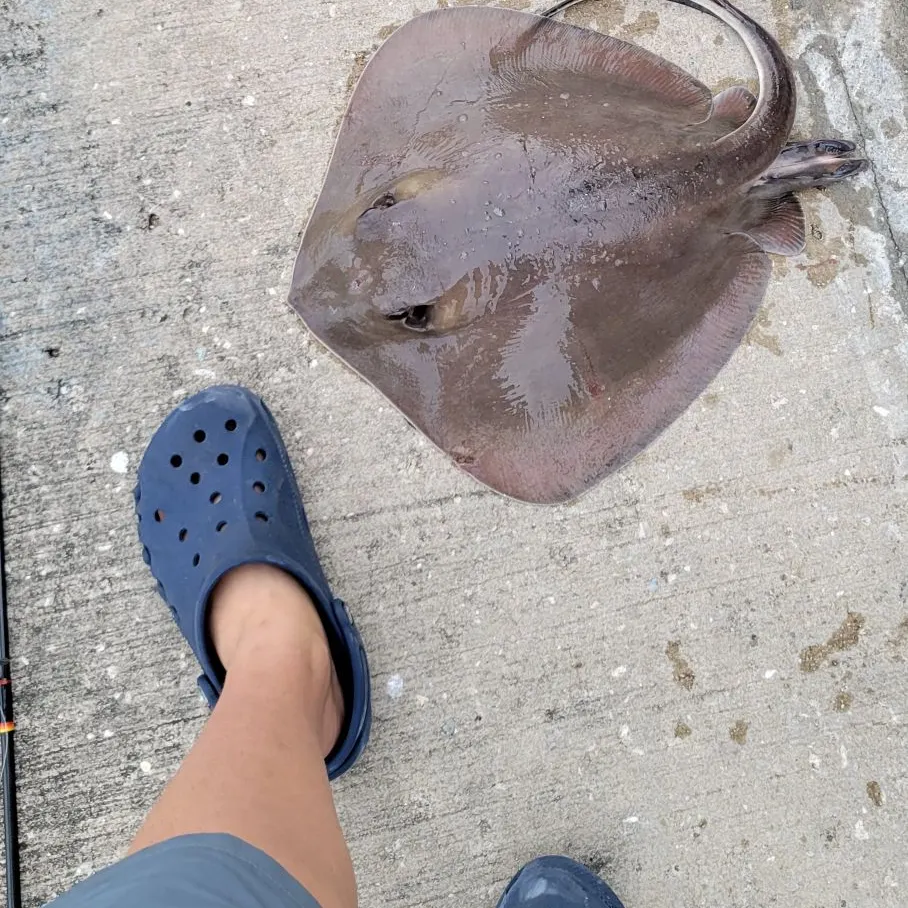The most recent Southern stingray catches on Fishbrain