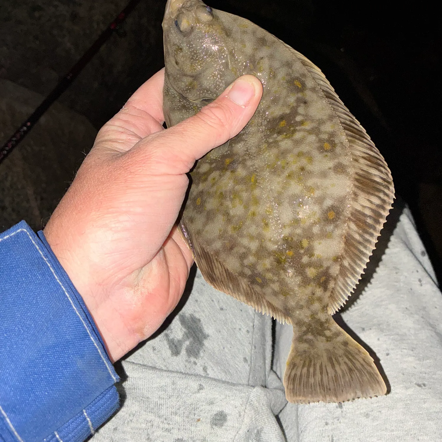 The most recent European flounder catches on Fishbrain