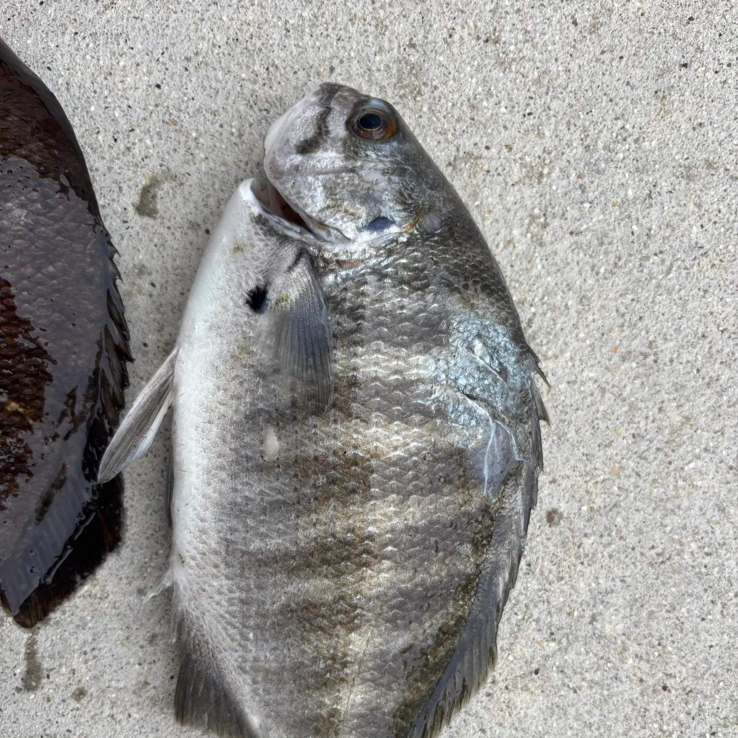 The most recent Zebra-perch sea chub catches on Fishbrain