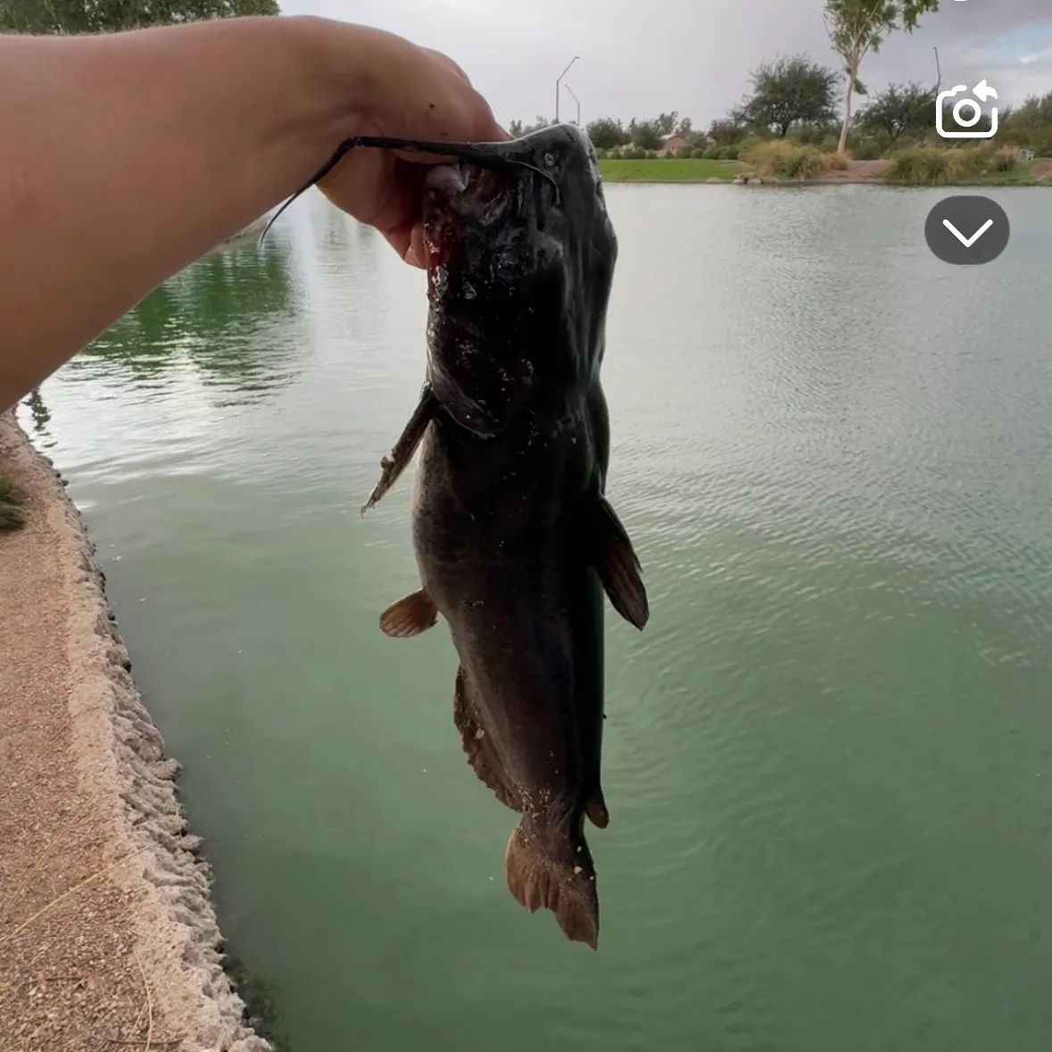 Channel catfish caught on Fishbrain