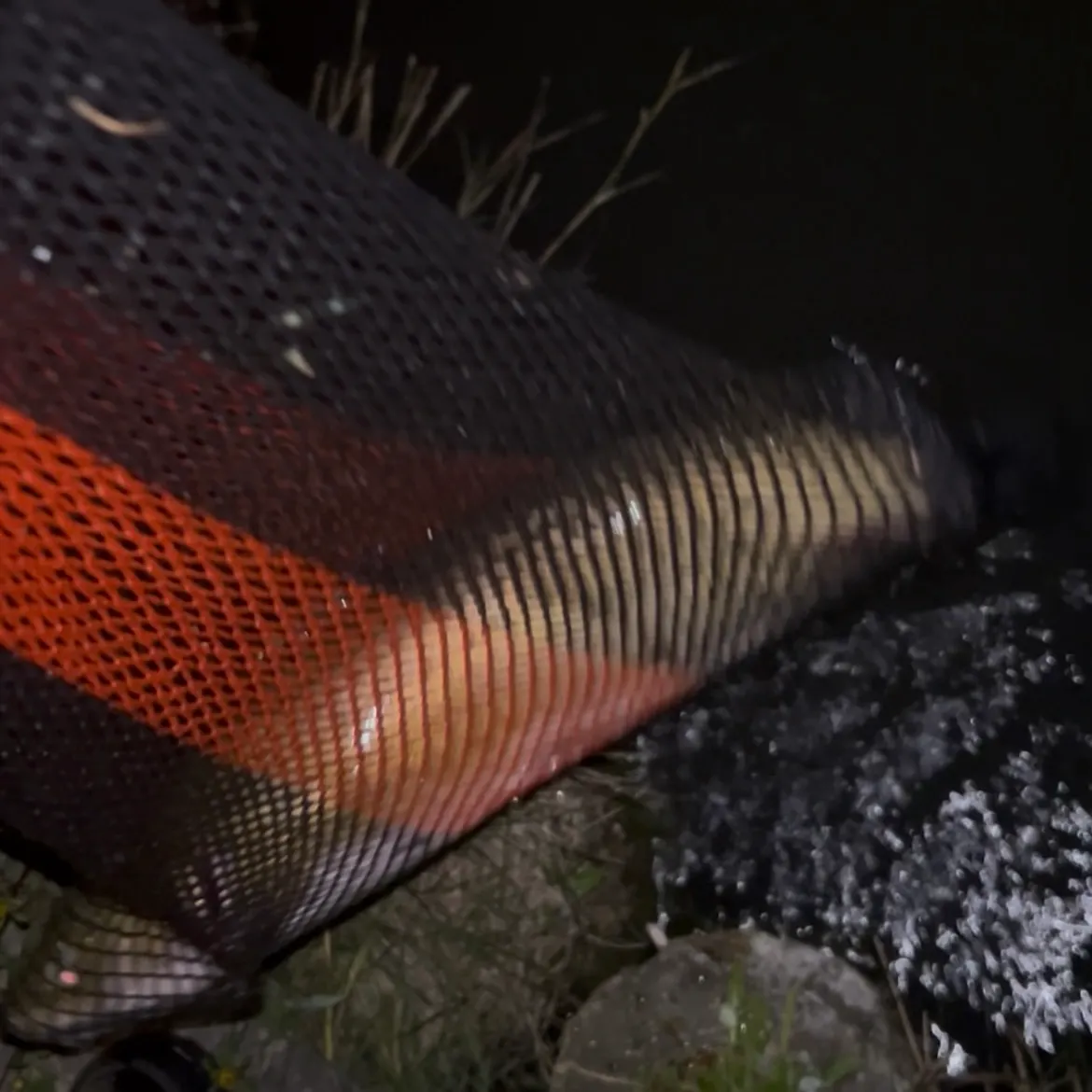 Channel catfish caught on Fishbrain