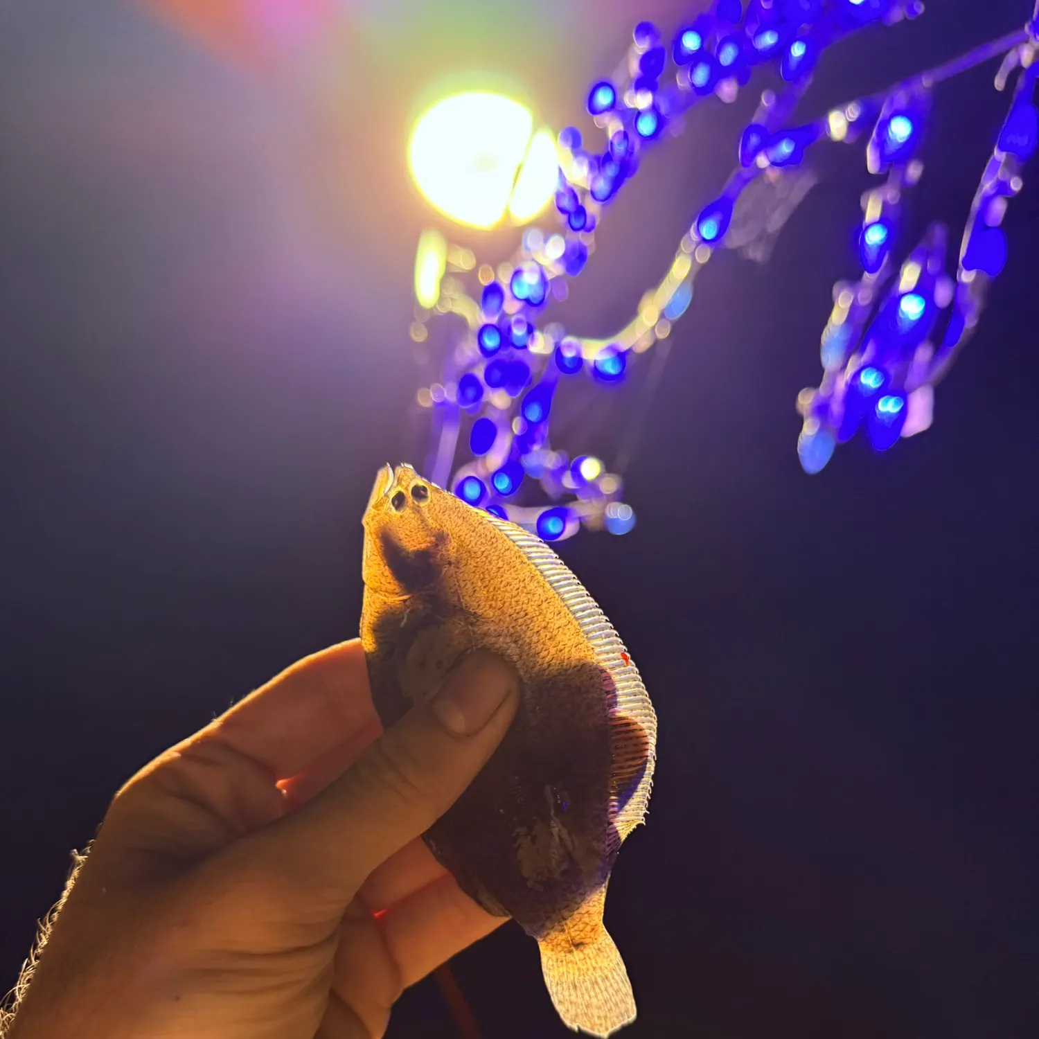 Summer flounder caught on Fishbrain