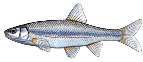 Vairone