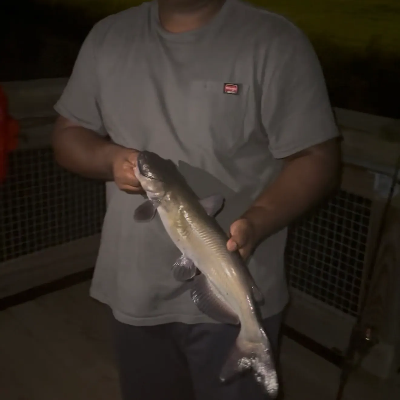 Channel catfish caught on Fishbrain