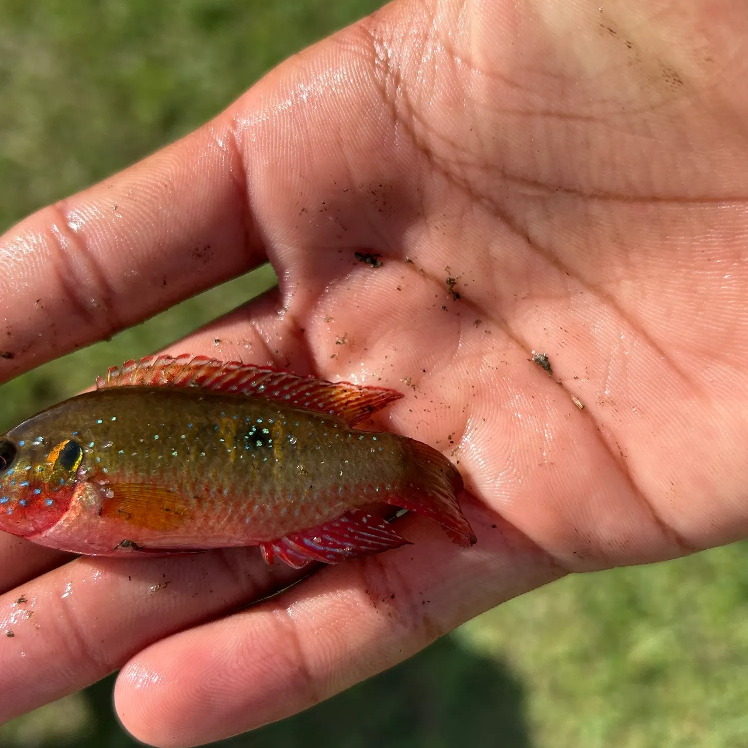 The most recent African Jewelfish catches on Fishbrain