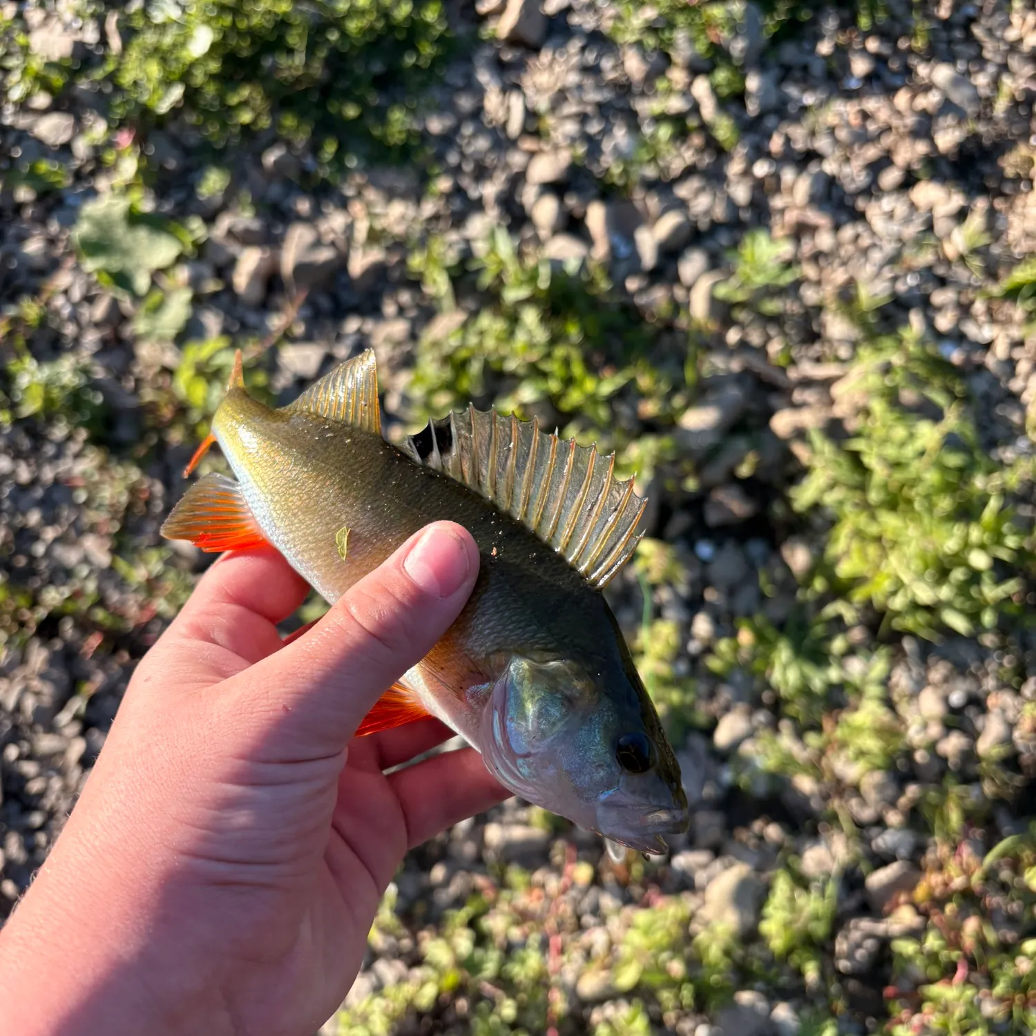 European perch caught on Fishbrain