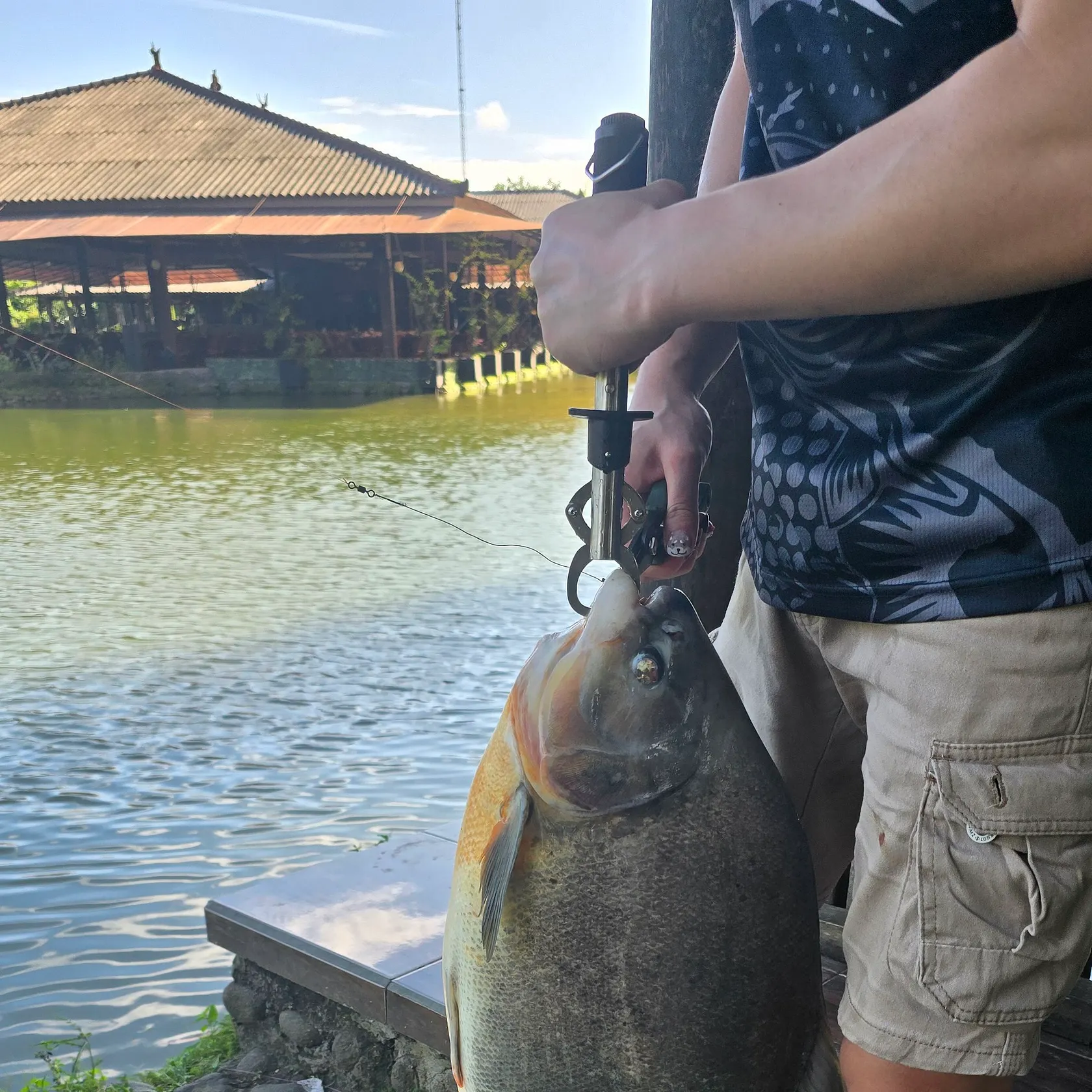 The most recent Red-bellied pacu catches on Fishbrain
