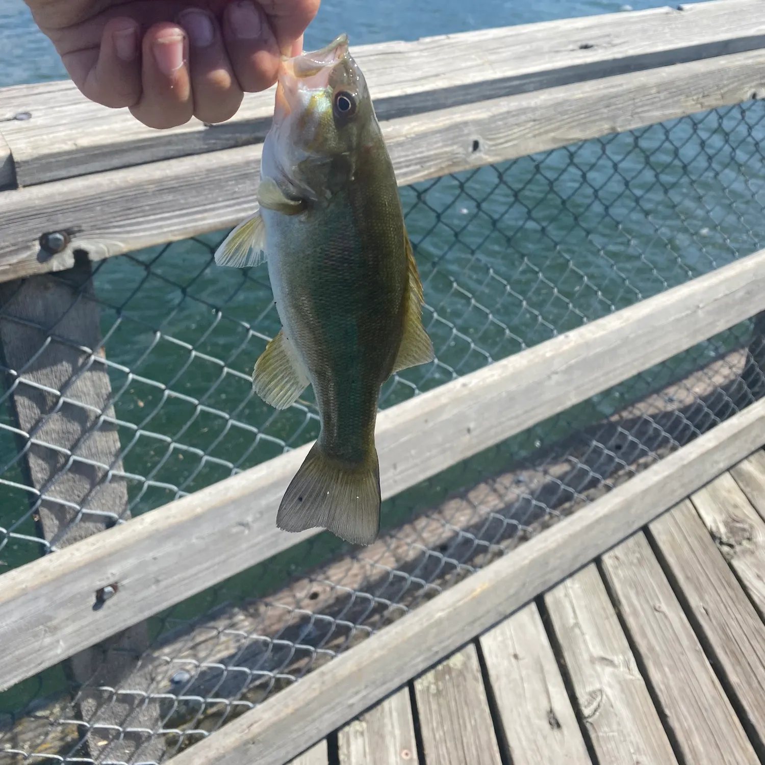 Smallmouth bass caught on Fishbrain