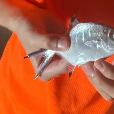 The most recent Pacific pompano catches on Fishbrain