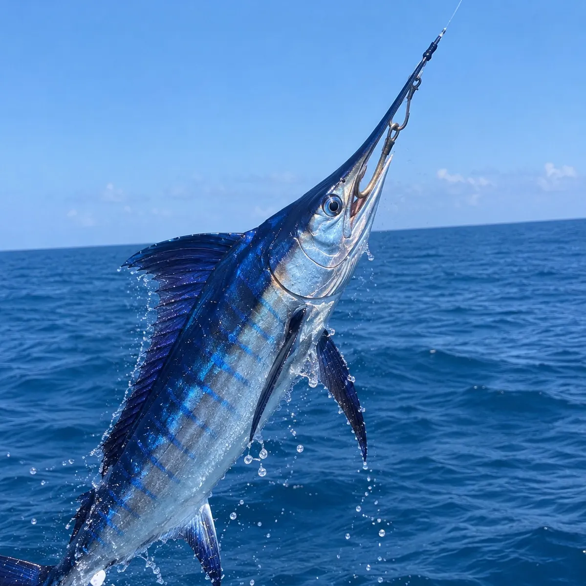 The most recent Indo-Pacific blue marlin catches on Fishbrain
