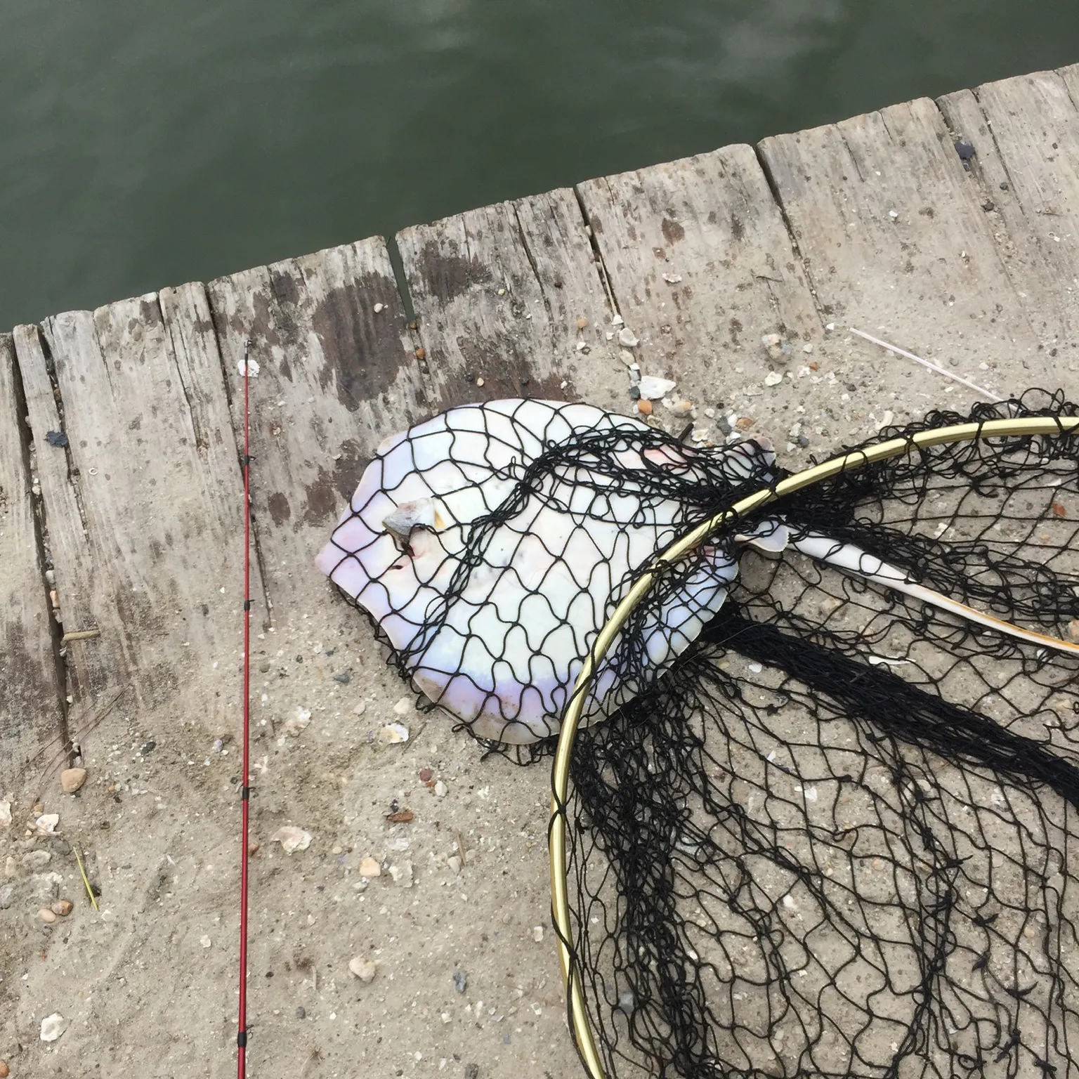 The most recent Pelagic stingray catches on Fishbrain