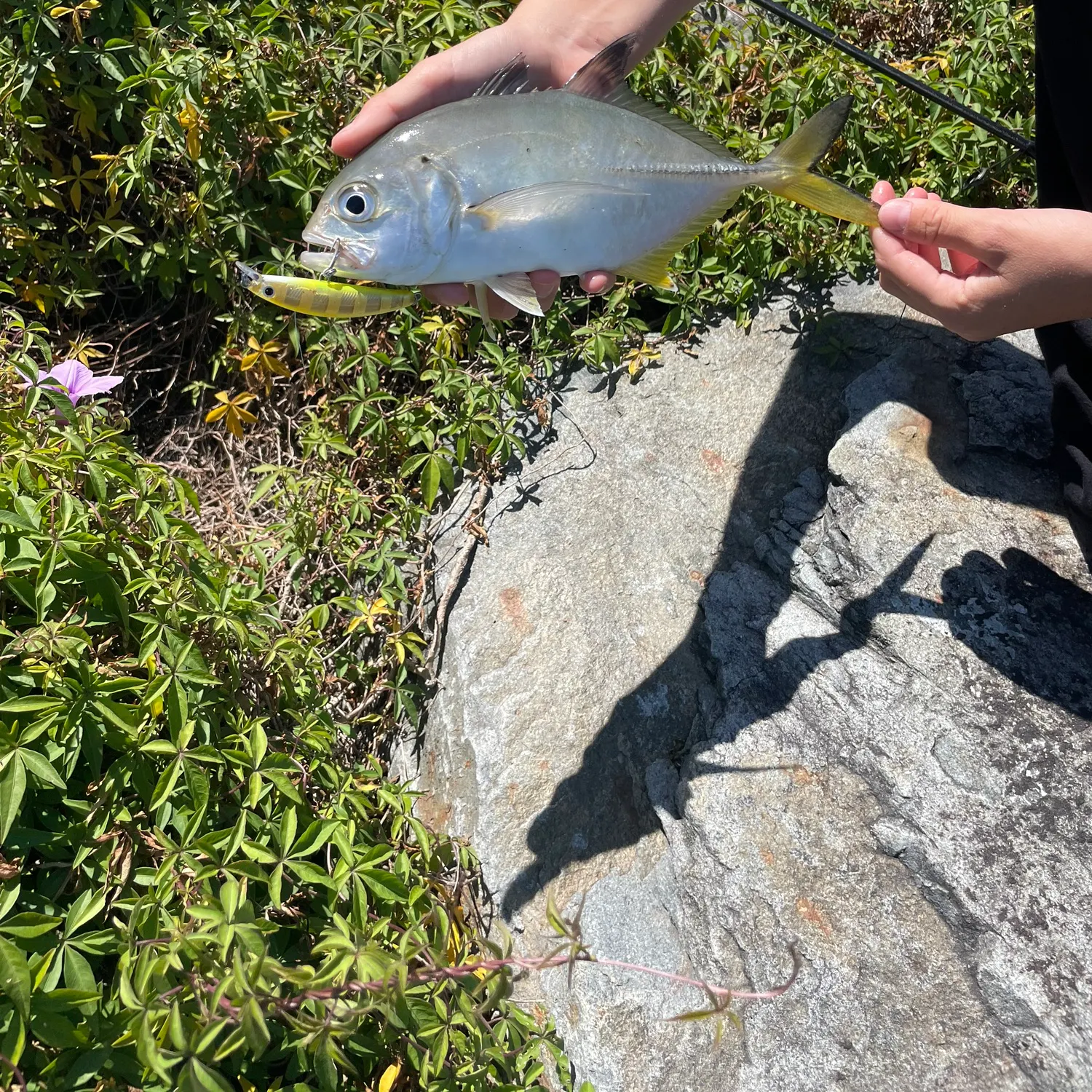 The most recent Bigeye trevally catches on Fishbrain