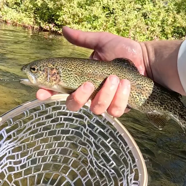Rainbow trout caught on Fishbrain