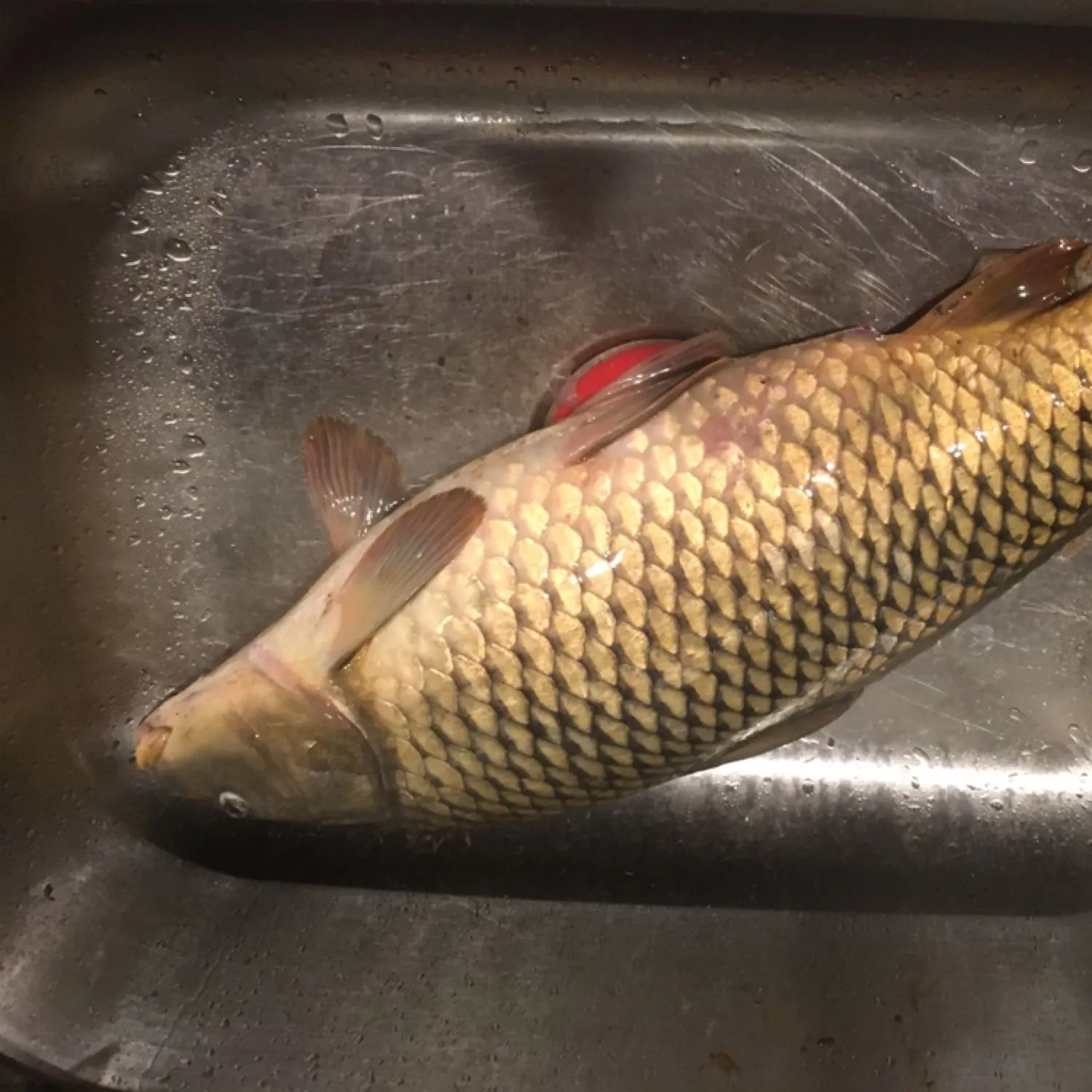 angler catch