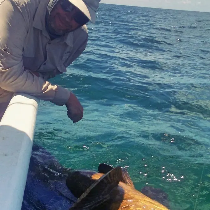Atlantic goliath grouper caught on Fishbrain