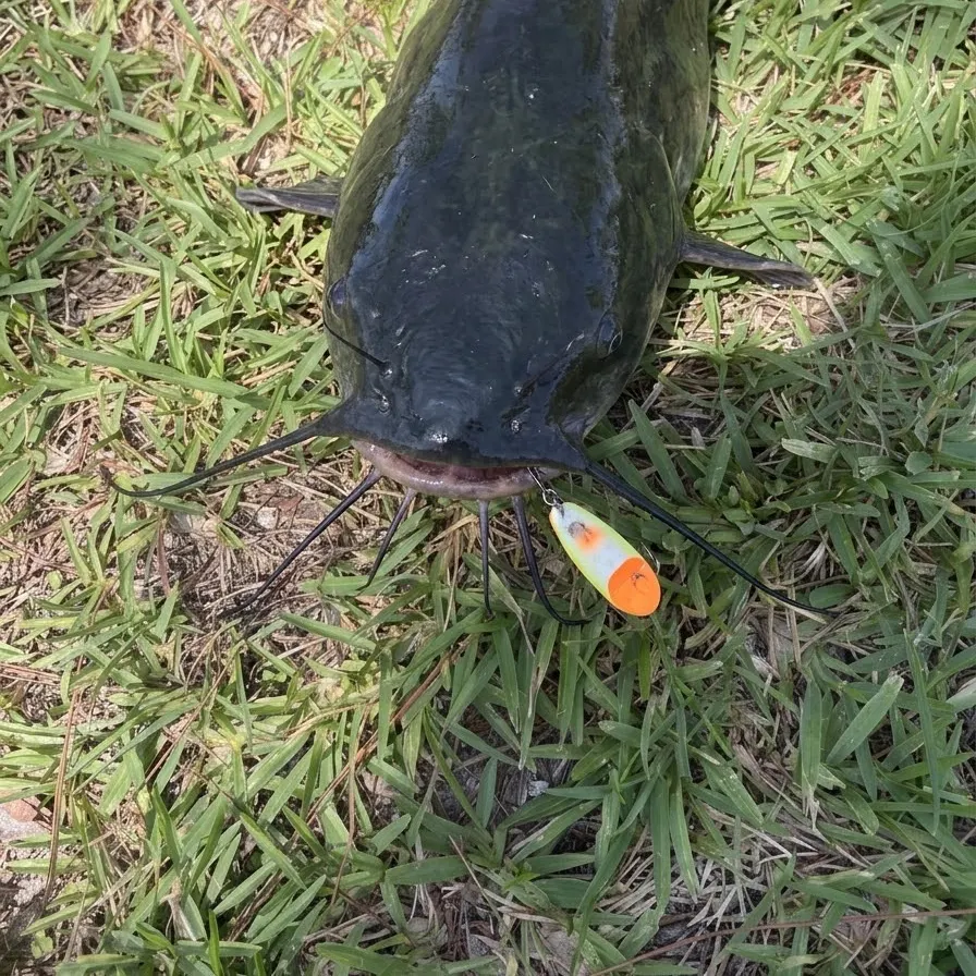 Black bullhead caught on Fishbrain