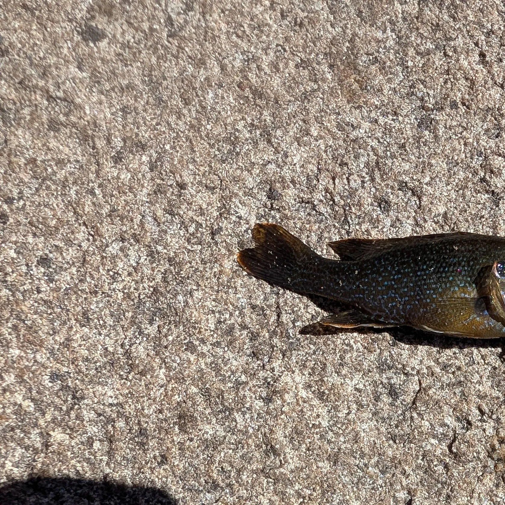 Green sunfish caught on Fishbrain