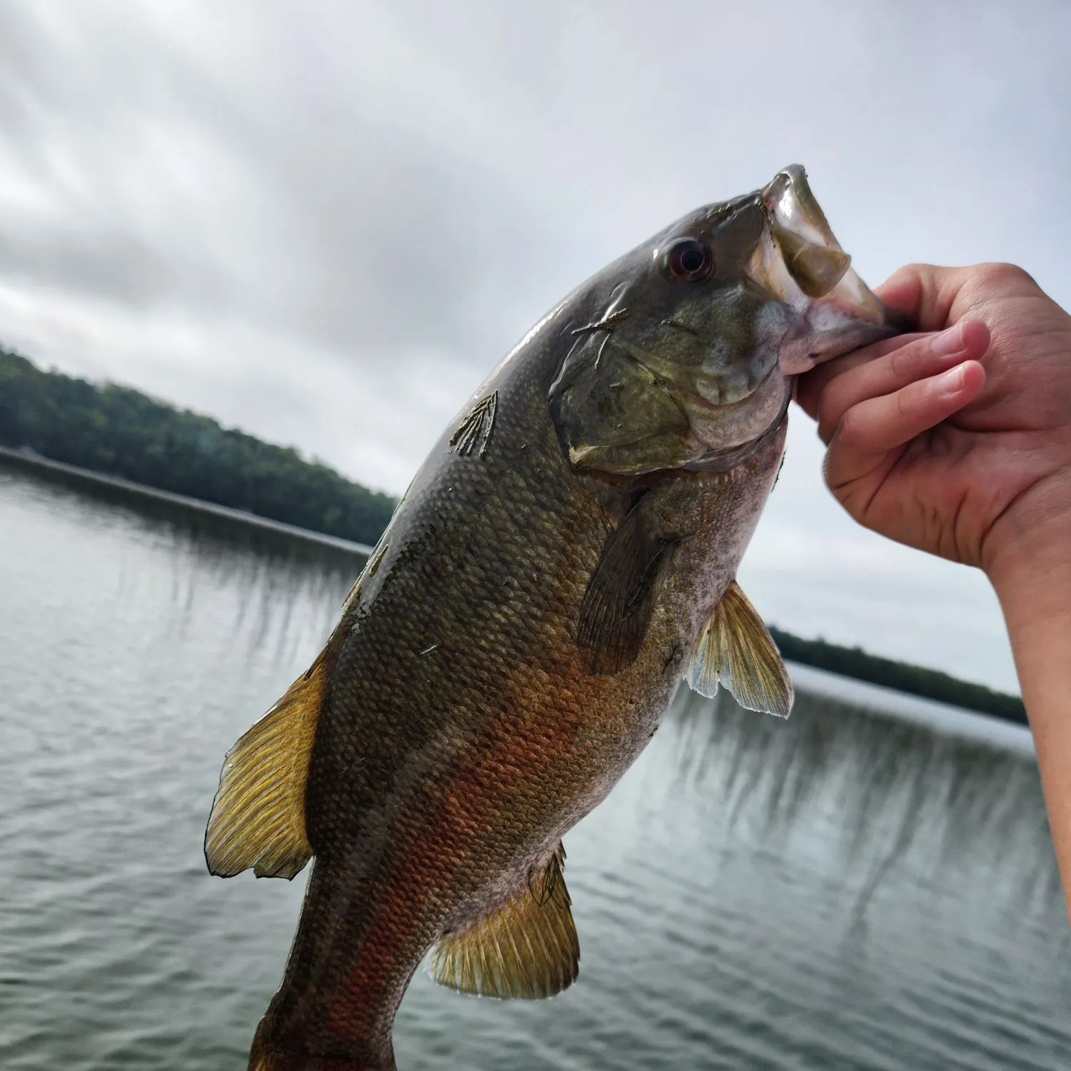 Smallmouth bass caught on Fishbrain