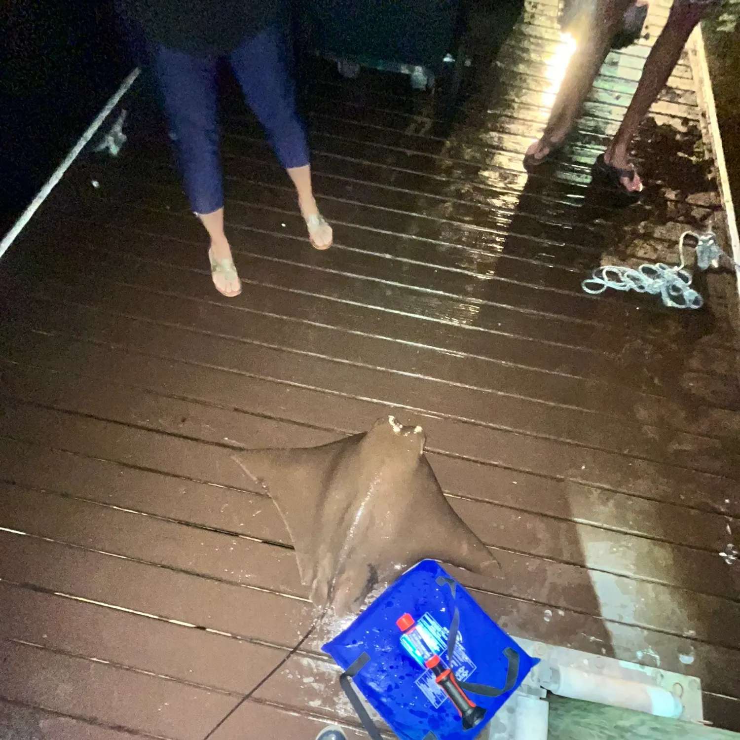 The most recent Reef manta ray catches on Fishbrain