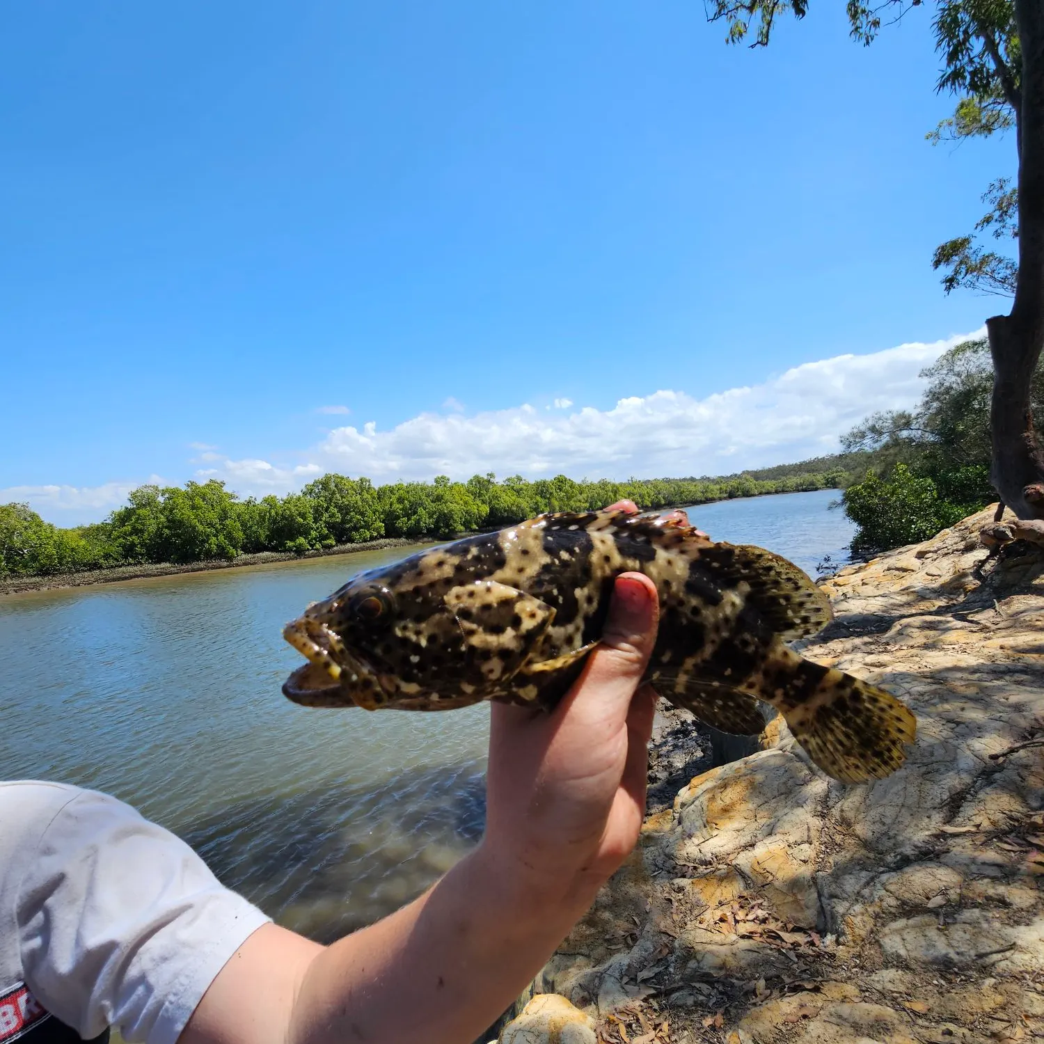 The most recent Honeycomb grouper catches on Fishbrain