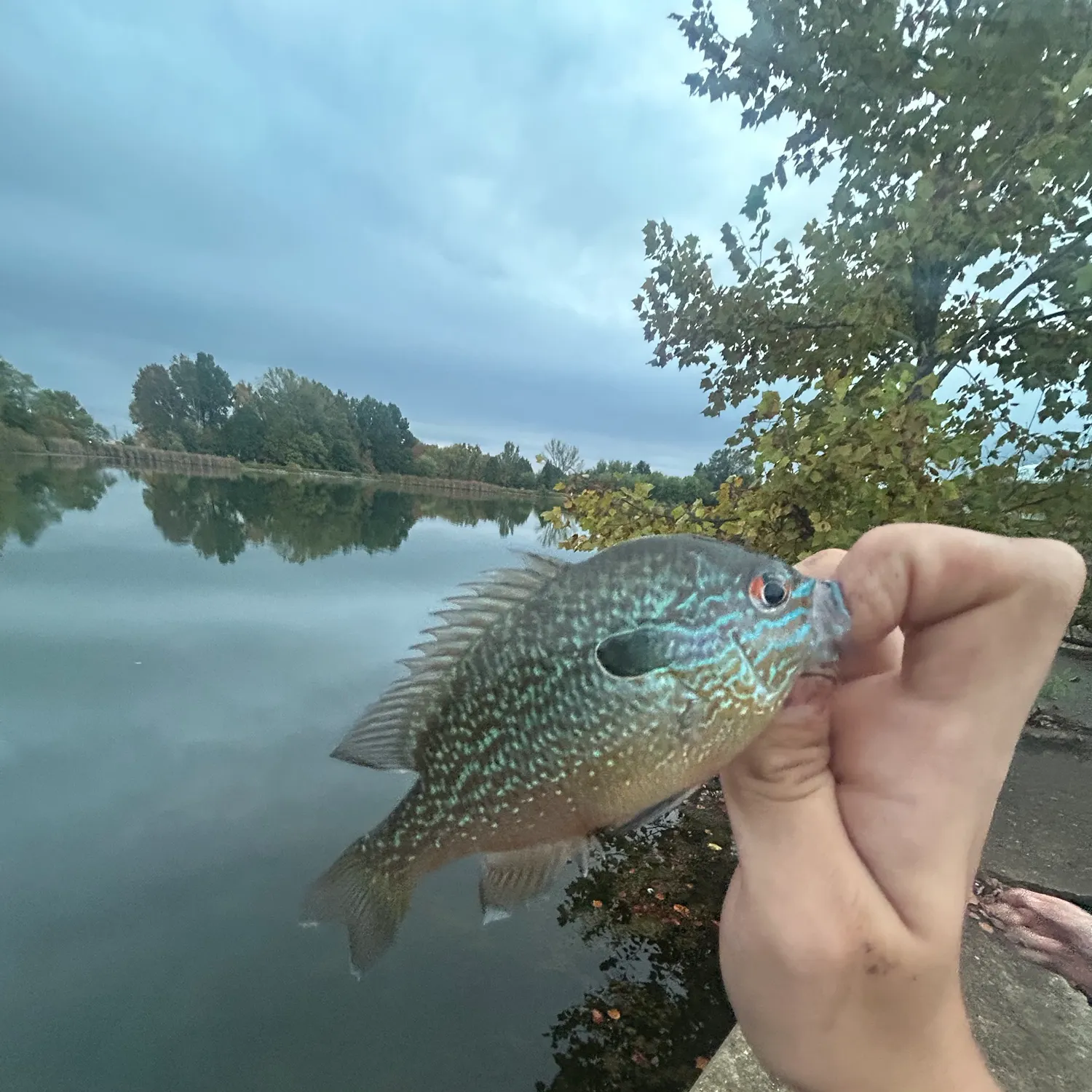 Longear sunfish caught on Fishbrain