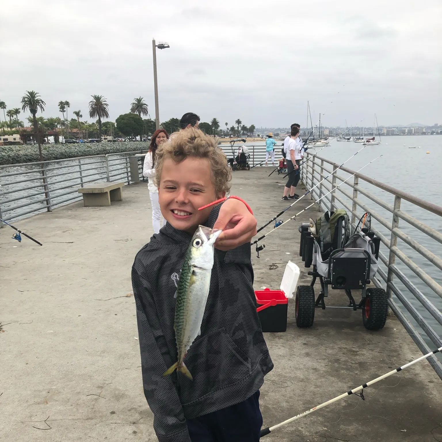 The most recent Pacific chub mackerel catches on Fishbrain