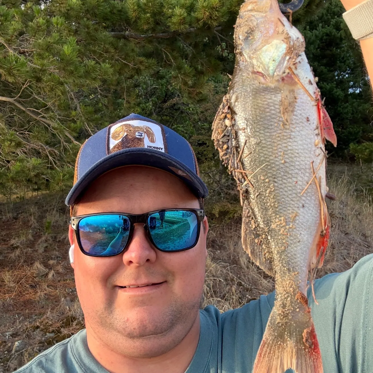 The most recent European perch catches on Fishbrain