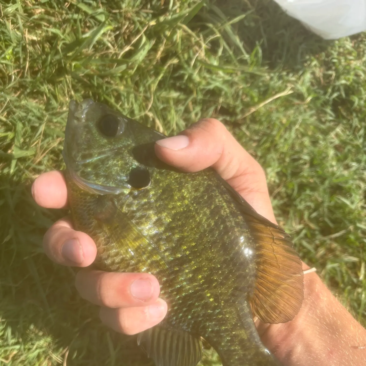 The most recent Redear x bluegill catches on Fishbrain