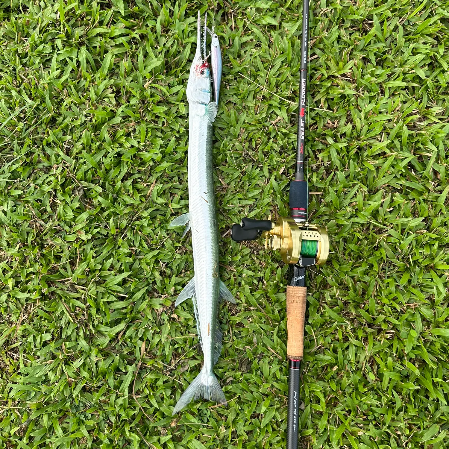 The most recent Hound needlefish catches on Fishbrain