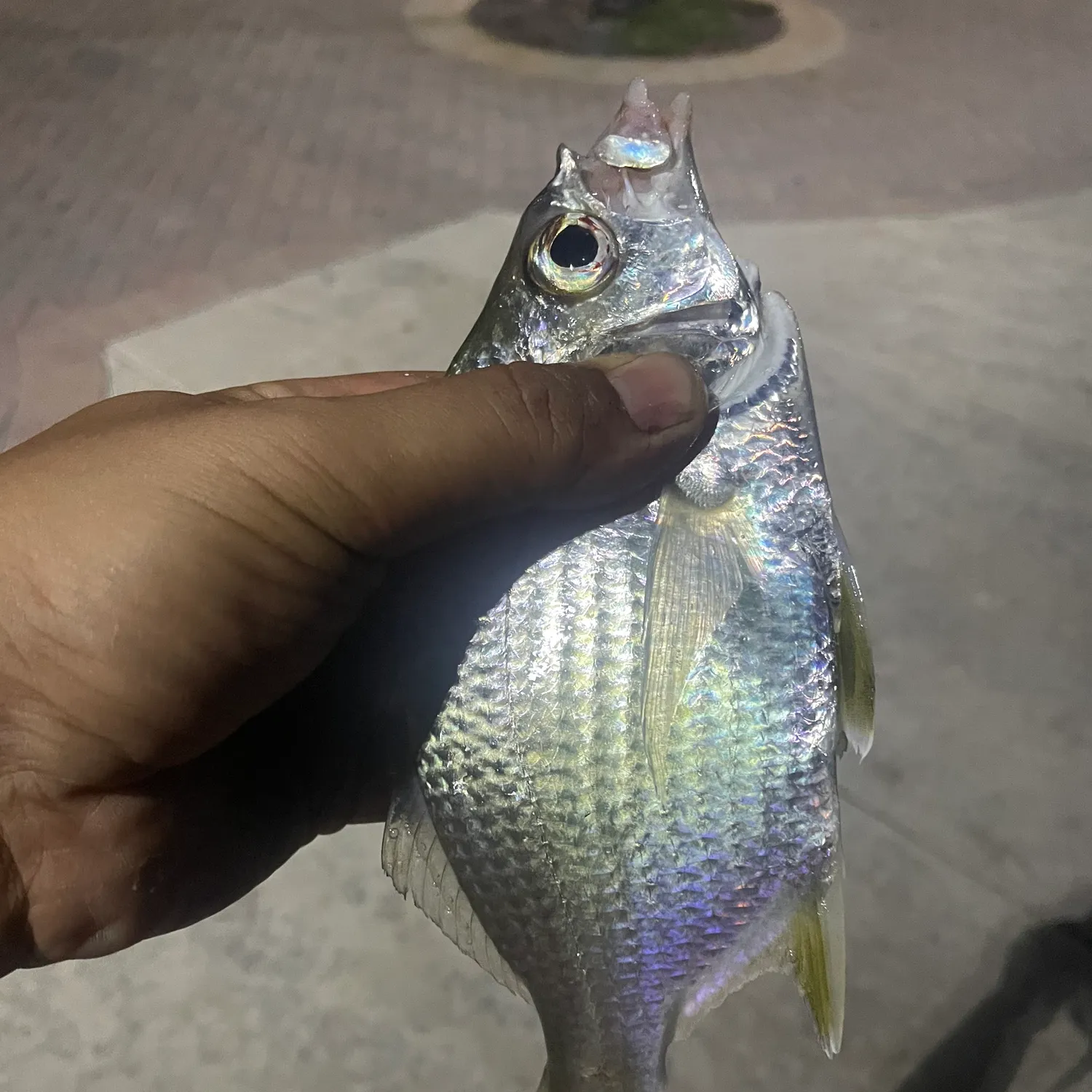 The most recent Striped mojarra catches on Fishbrain