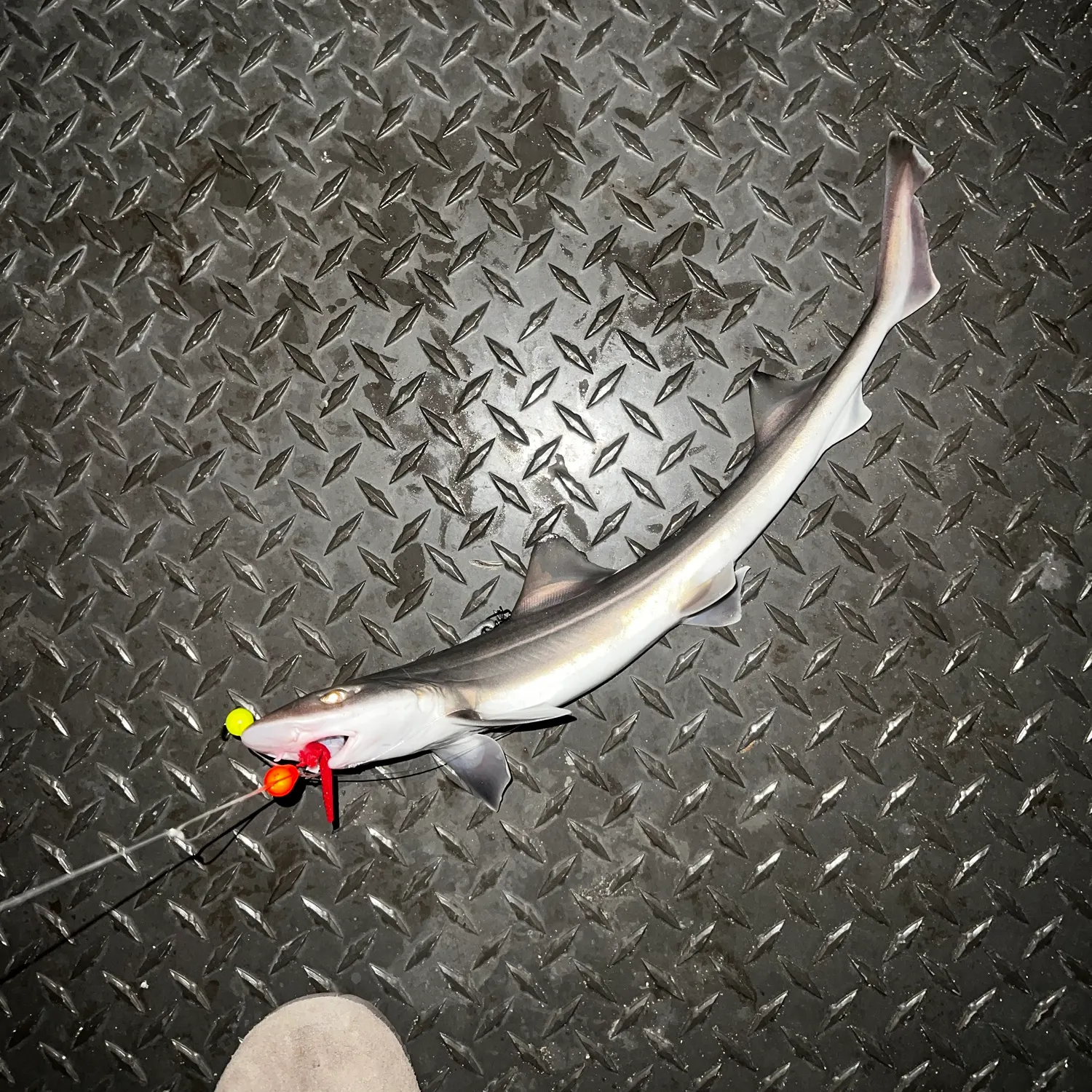 Grey smooth-hound caught on Fishbrain