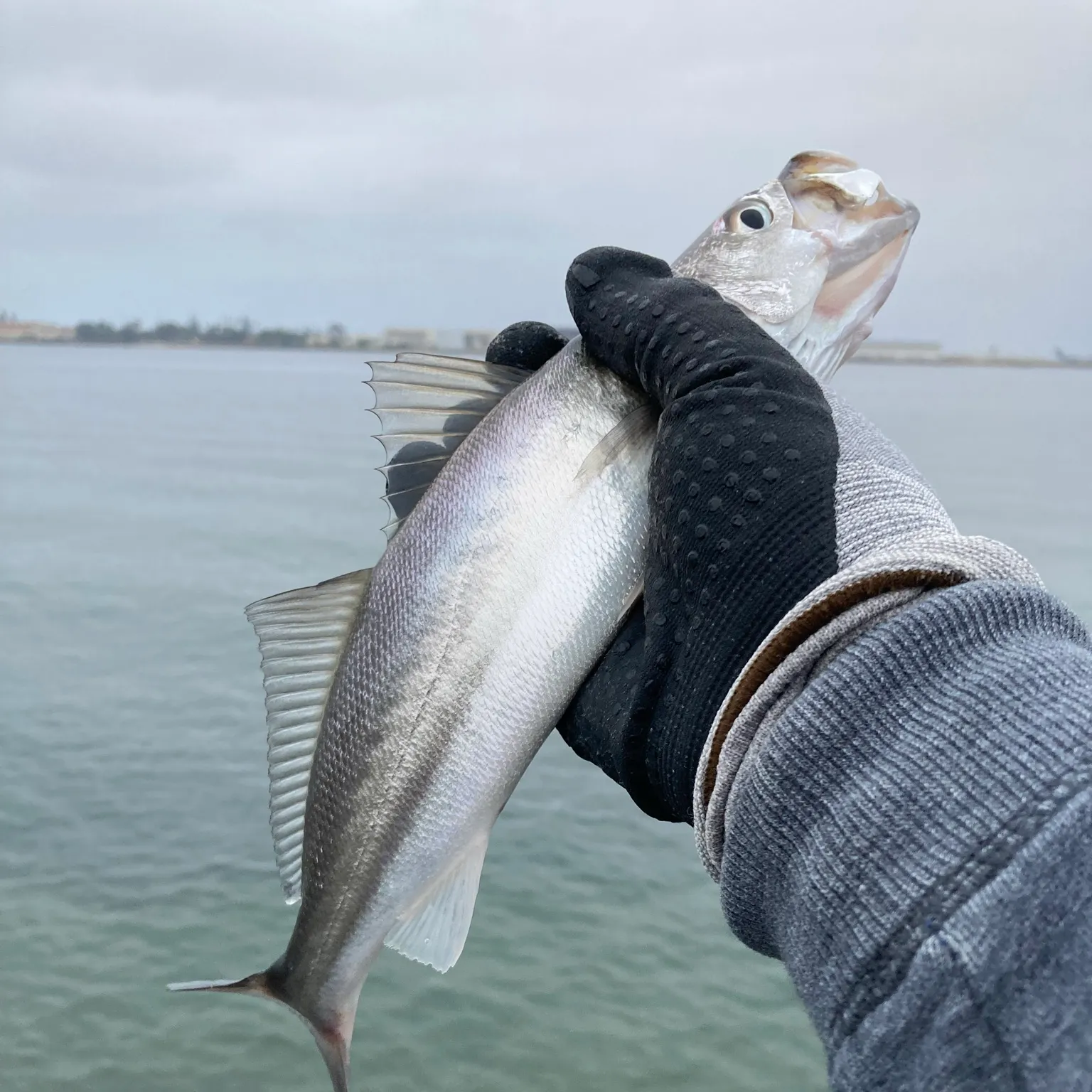 The most recent California corbina catches on Fishbrain