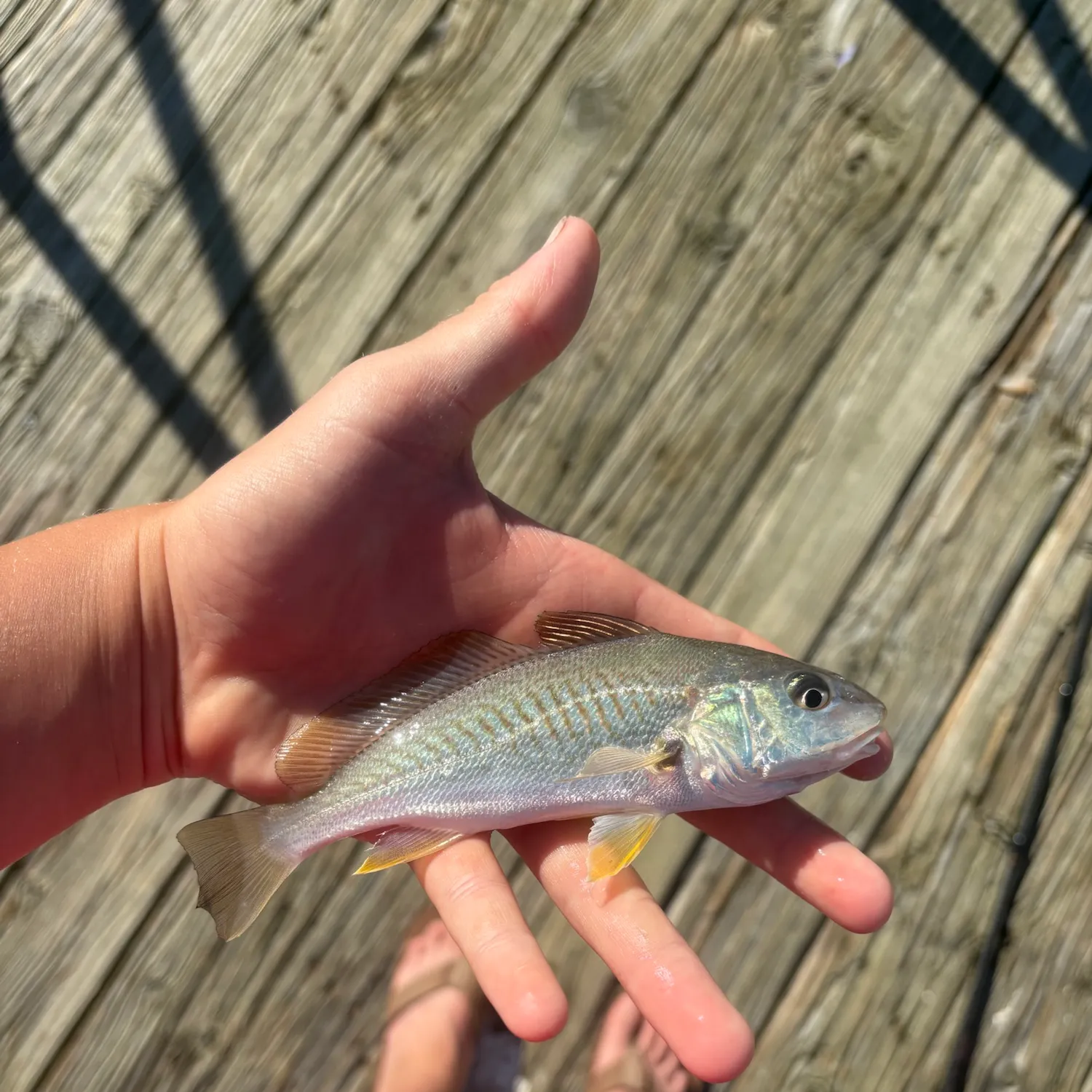 Atlantic croaker caught on Fishbrain