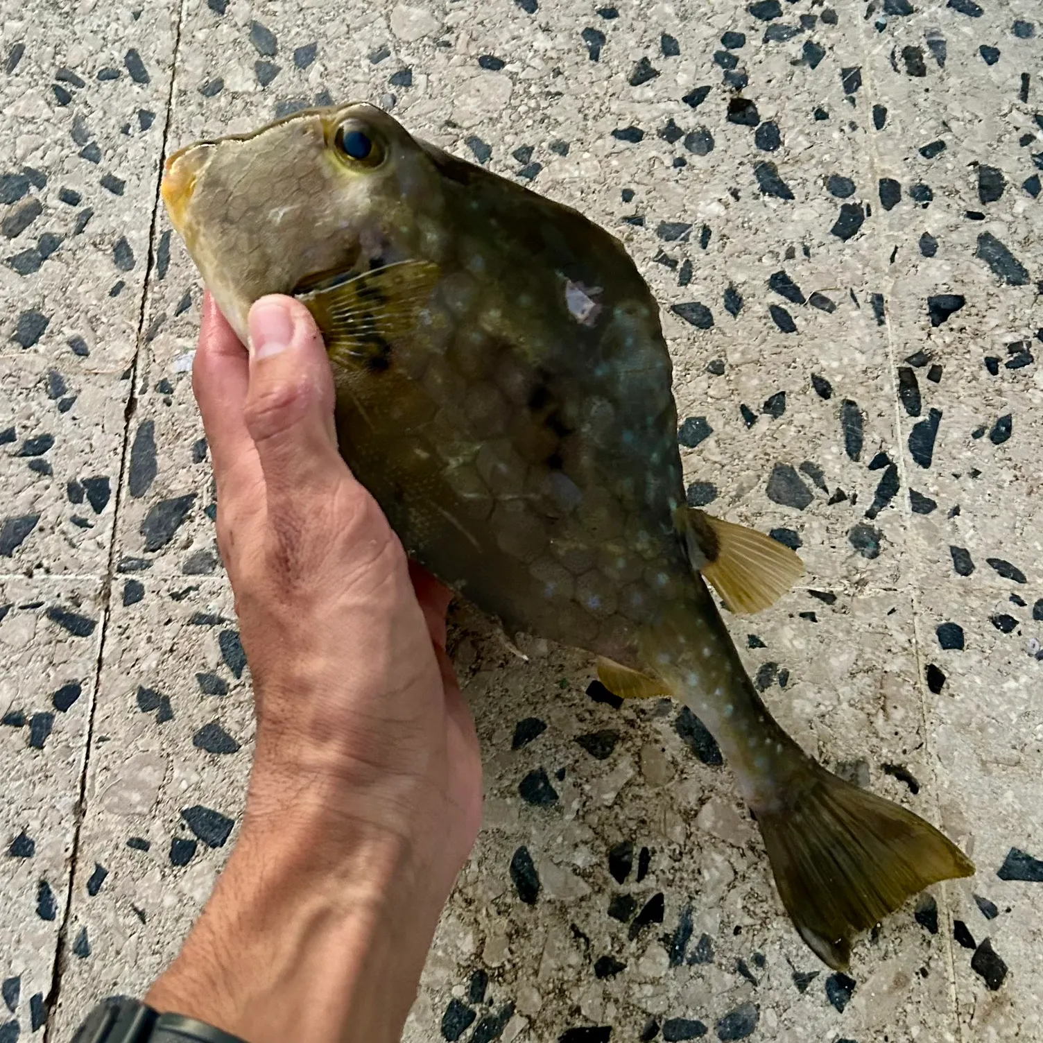 recently logged catches