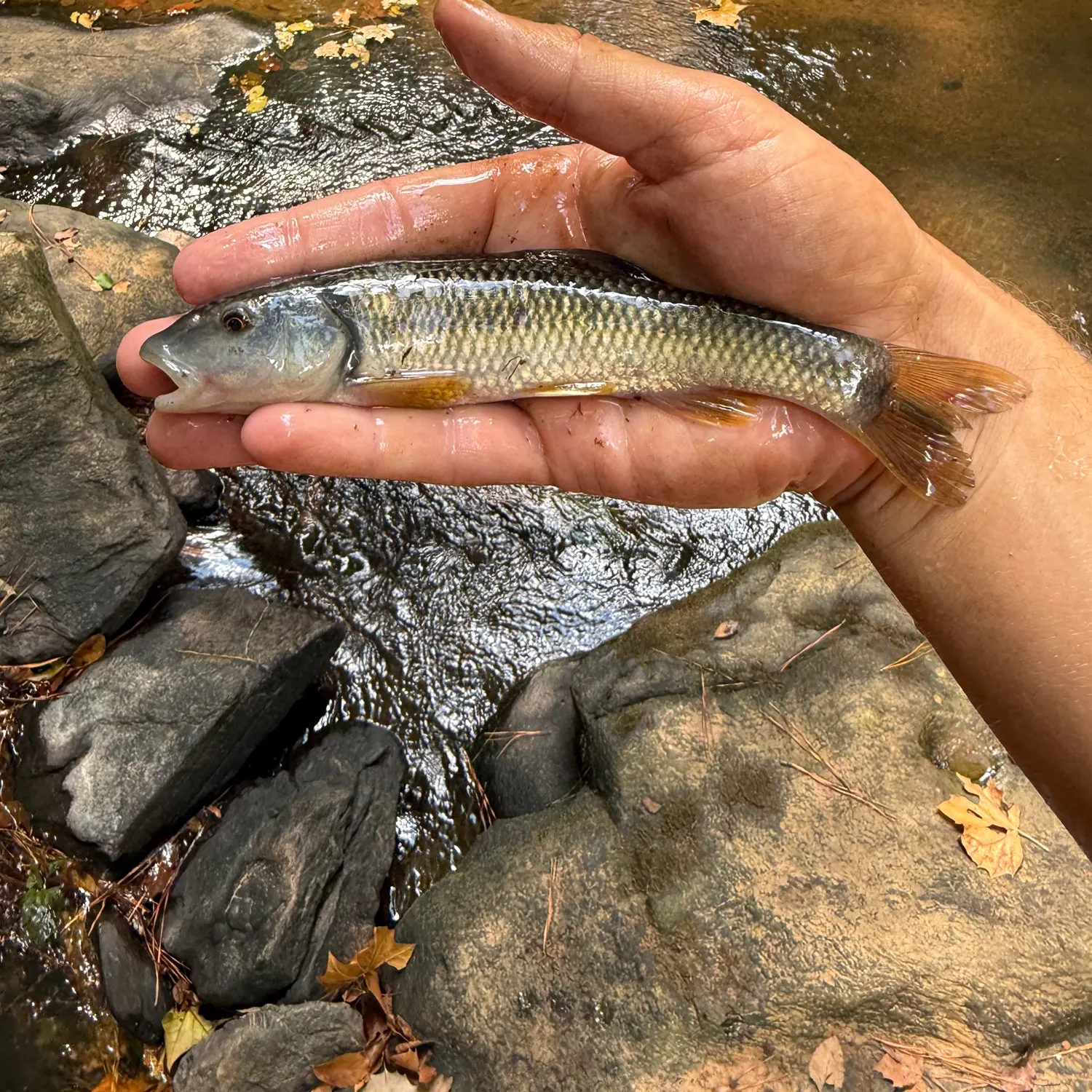The most recent Bluehead chub catches on Fishbrain