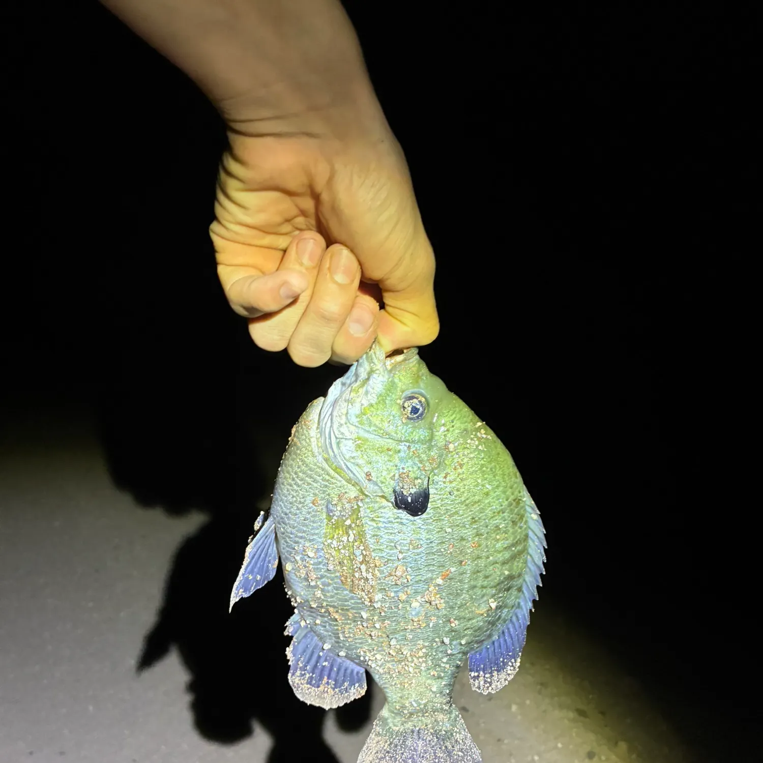 Bluegill caught on Fishbrain