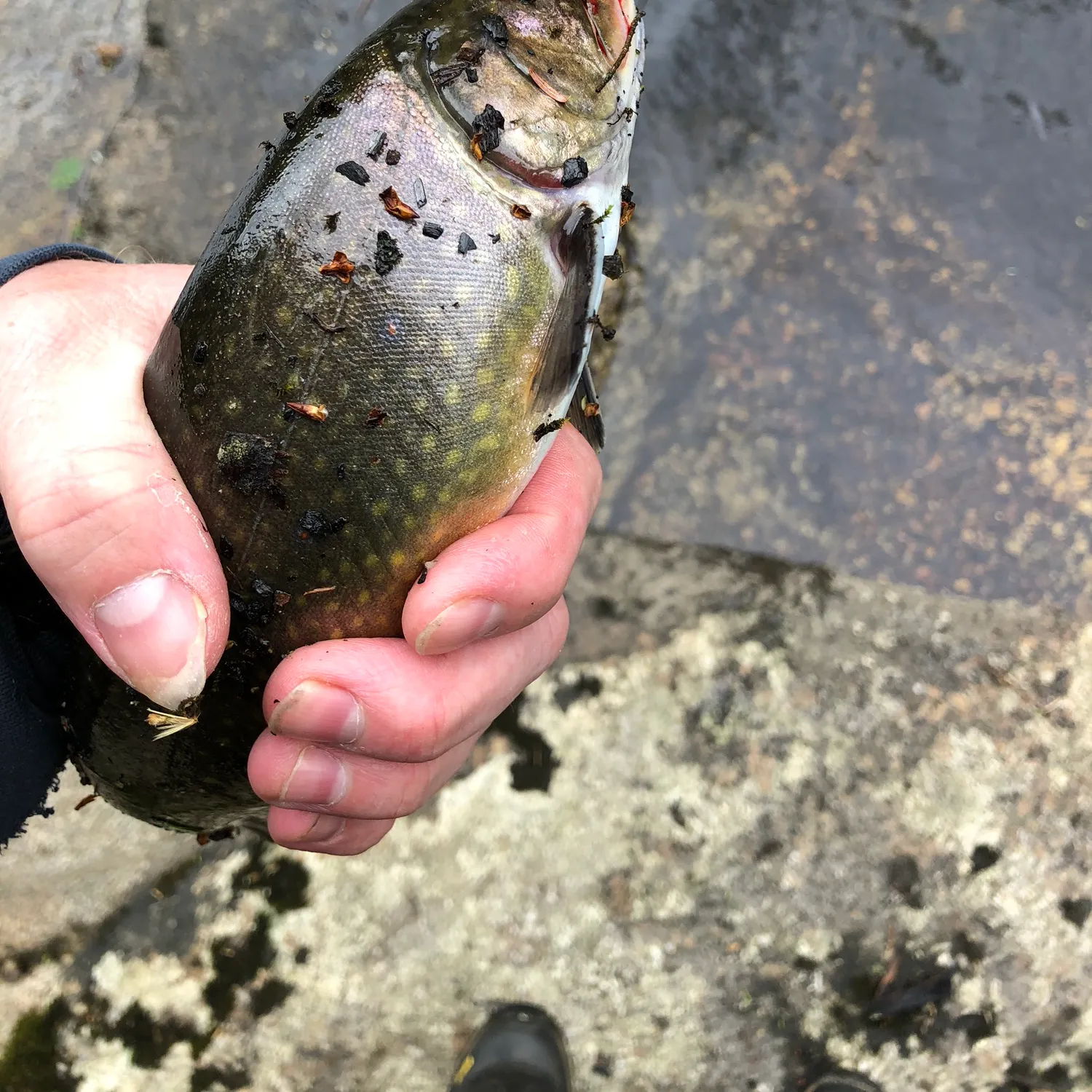 catch