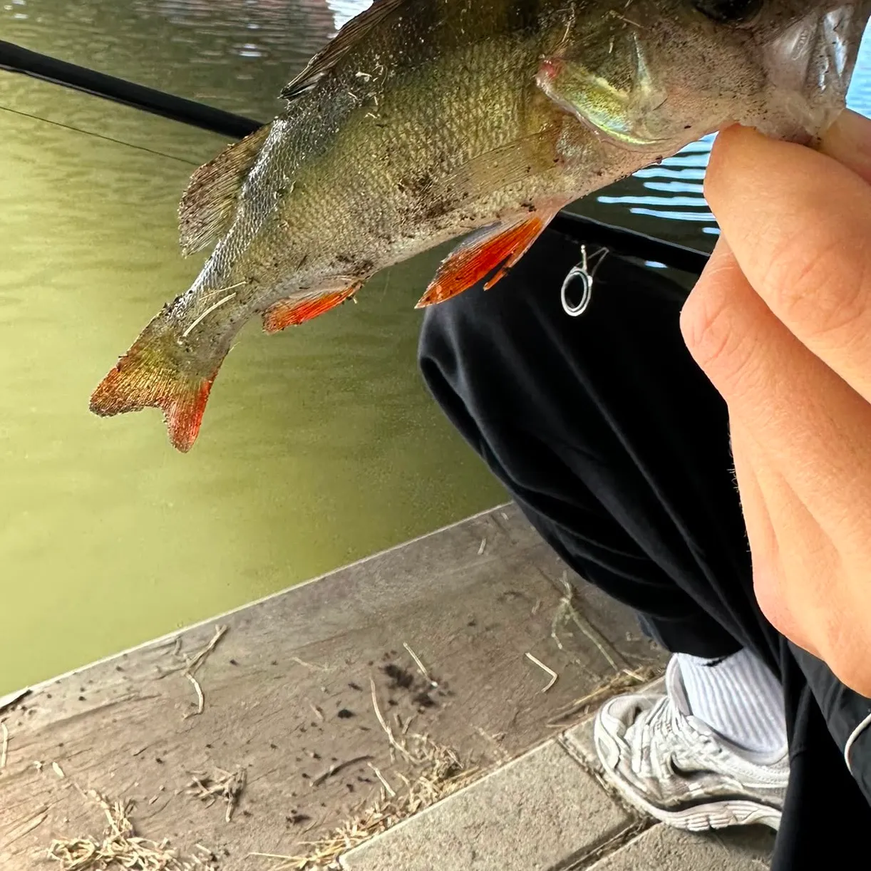European perch caught on Fishbrain