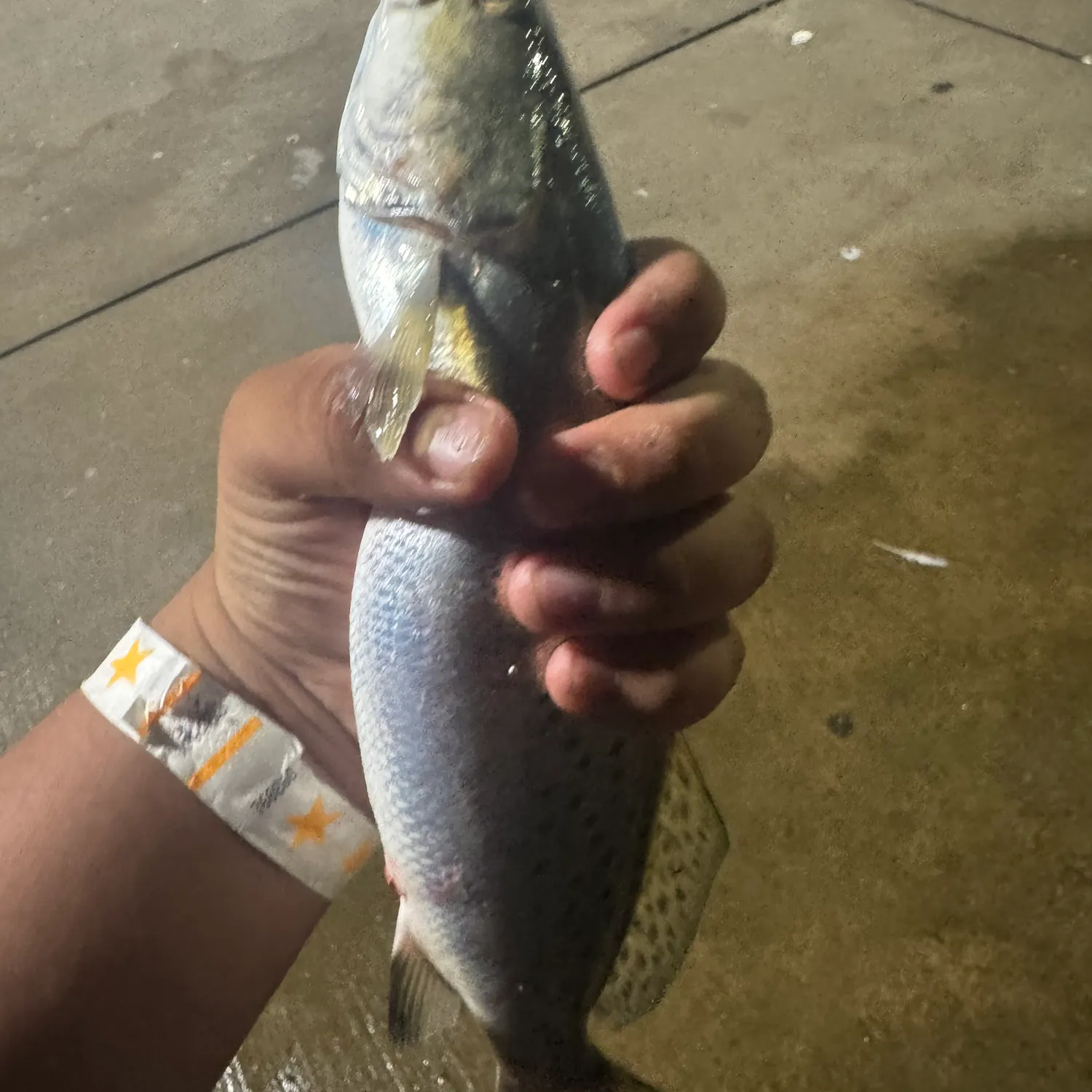 The most recent Spotted seatrout catches on Fishbrain