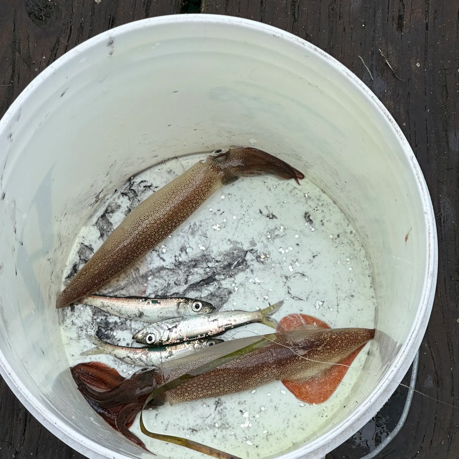 The most recent Pacific herring catches on Fishbrain