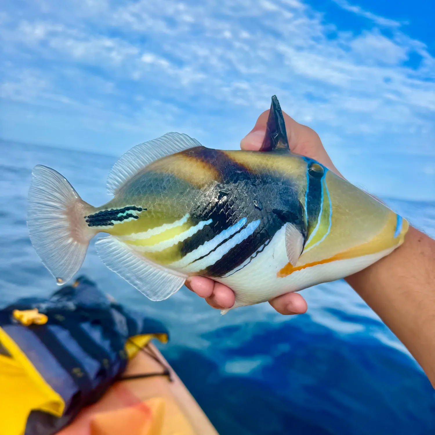 The most recent Lagoon triggerfish catches on Fishbrain