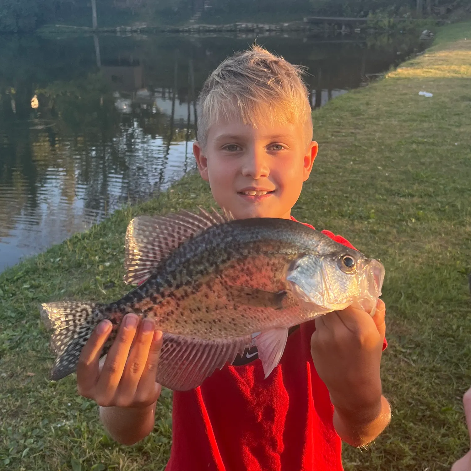 White crappie caught on Fishbrain