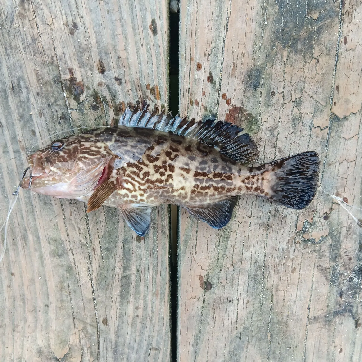 The most recent Gag grouper catches on Fishbrain