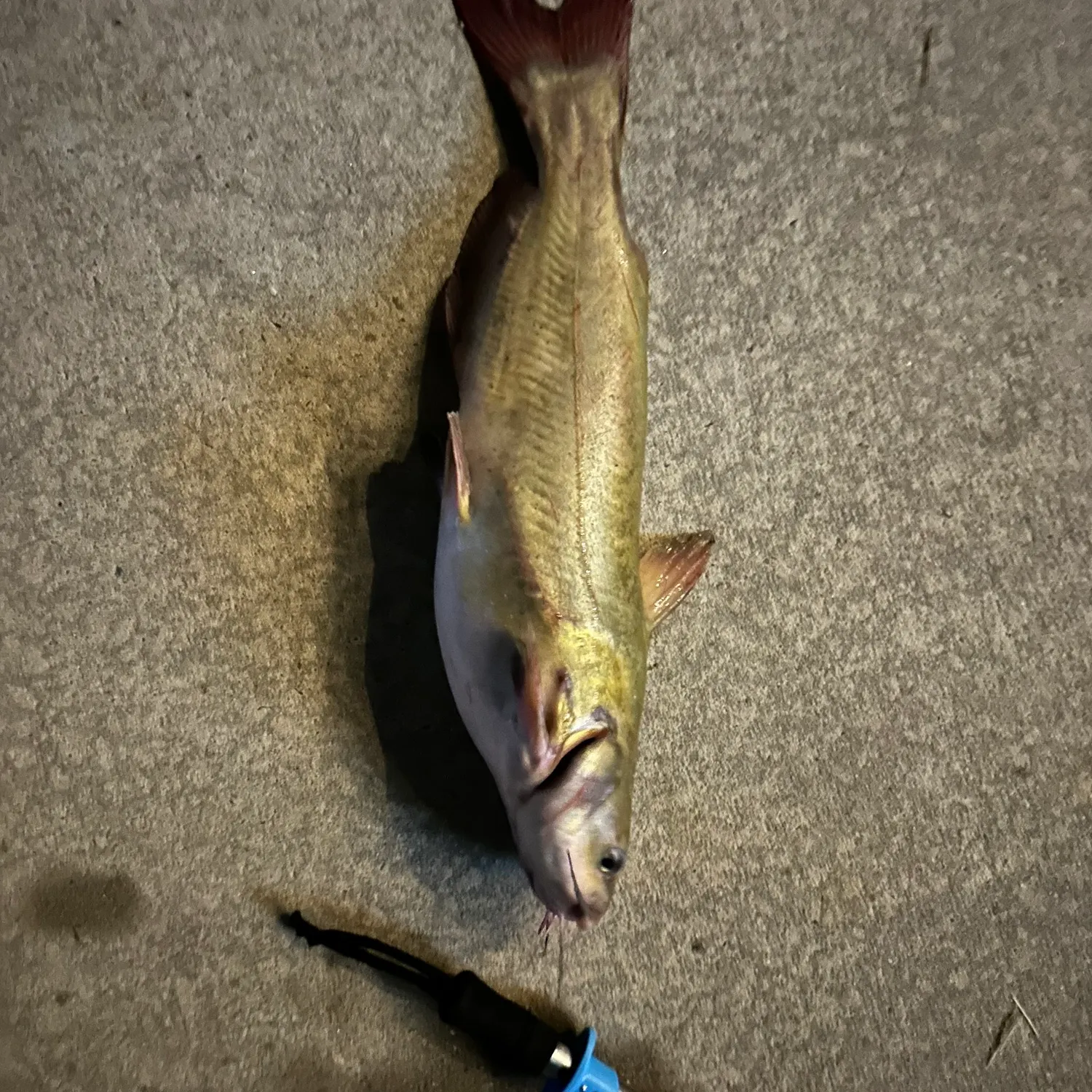 Channel catfish caught on Fishbrain