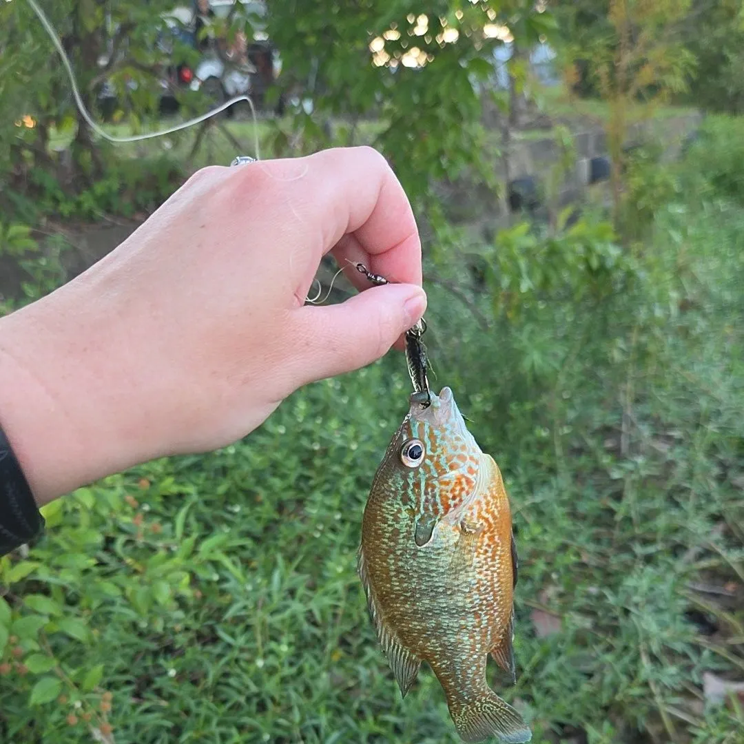 Greengill hybrid caught on Fishbrain